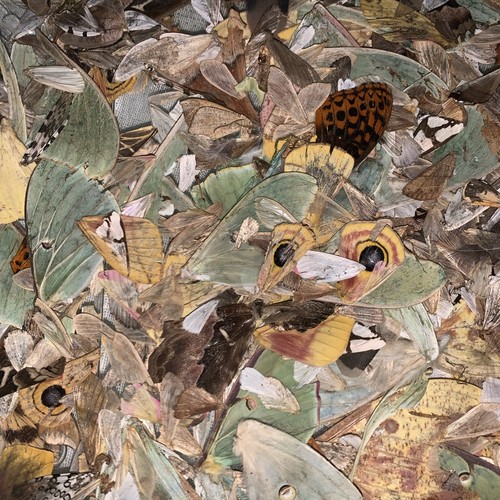 Various moth wings - 50+,